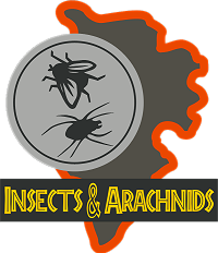 Insects & Arachnids